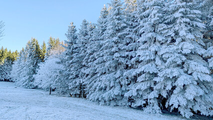 Winter Wonderland Snow-Covered Trees in a Forest Landscape with a Clear Blue Sky Above
