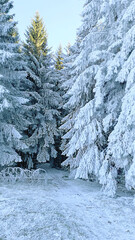 Serene Winter Wonderland Snow-Covered Fir Trees in a Forest Landscape with Frosty Ambiance