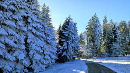 Winter Wonderland Snow-Covered Trees and a Winding Road in a Serene Forest Landscape
