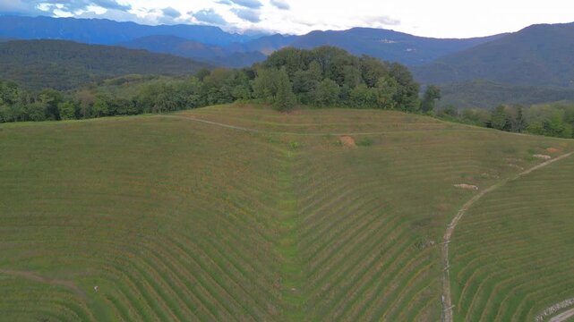 Vineyards on the hills of Savorgnano, Friuli.