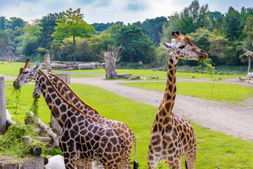Giraffes Grazing in Open Savannah Habitat