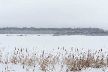 Vast snow-field under soft grey sky, low grass clumps form gentle leading line to distant hazy woods, falling flakes, minimal winter zen.