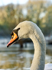 portrait of the swan head and neck 