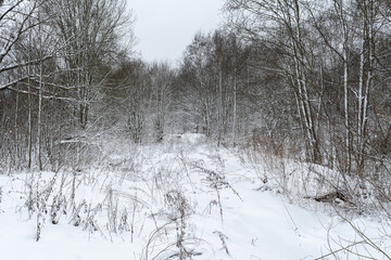 The snowy forest scenes emphasize a tranquil and serene winter environment. The snow-covered trees create atmosphere that speaks of tranquility amidst the stark, frosty landscape.