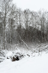 Silent winter forest, low-angle symmetrical view of snow-draped bare trees under a gray sky, minimalist monochrome calm.