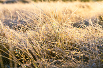 Fototapeta premium Wiese im Frost bei Sonnenaufgang