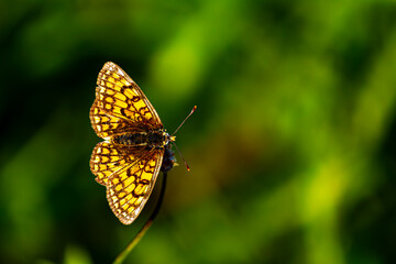 Obraz premium Melitée des linaires, papillon femelle, vue dorsale