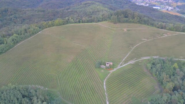 Vineyards on the hills of Savorgnano, Friuli.