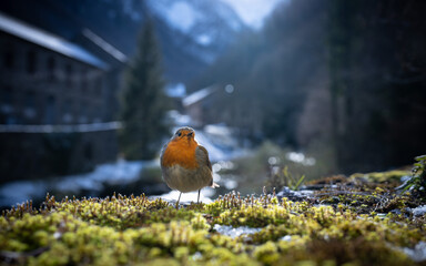 European robin in winter in front of a mountain village in the background. French Pyrenees