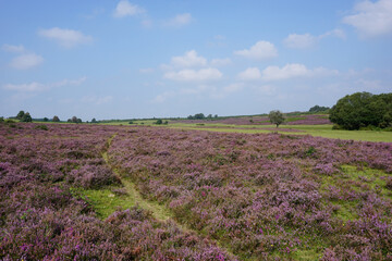 purple heather in open heath moorland. beautiful natural landscape in summer
