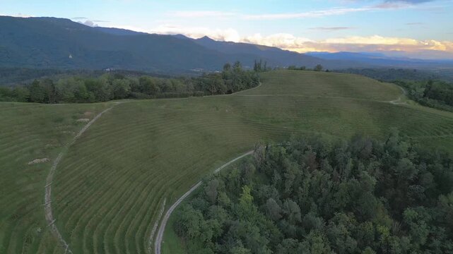 Vineyards on the hills of Savorgnano, Friuli.