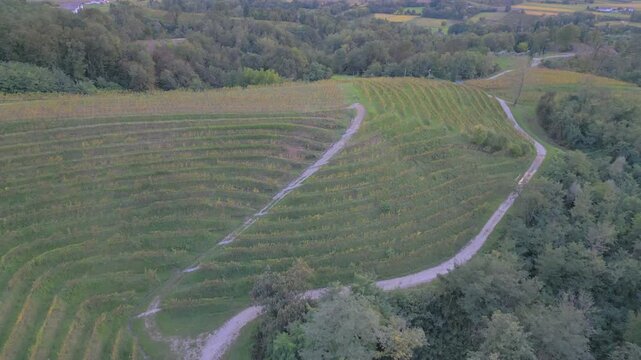 Vineyards on the hills of Savorgnano, Friuli.