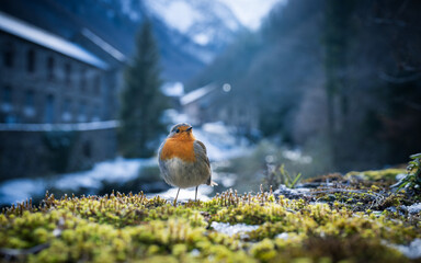 European robin in winter in front of a mountain village in the background. French Pyrenees