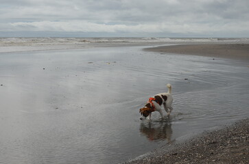 a small dog on the beach