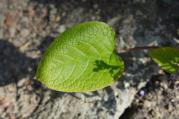 Eastern borage leaf - Latin name - Trachystemon orientalis