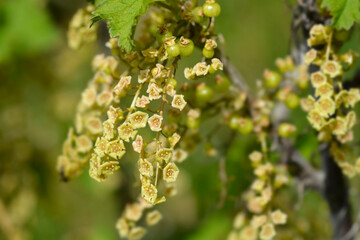 Red currant flowers - Latin name - Ribes rubrum