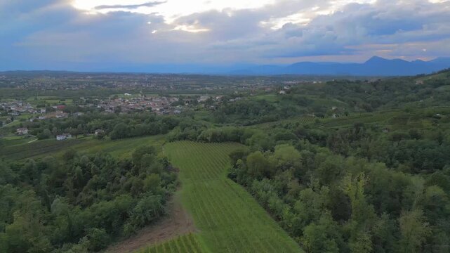 Vineyards on the hills of Savorgnano, Friuli.