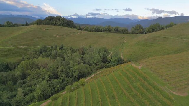 Vineyards on the hills of Savorgnano, Friuli.