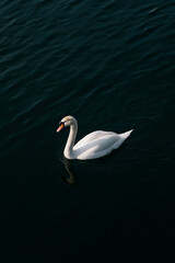 Elegant white swan swimming on dark tranquil lake water in moody natural light
