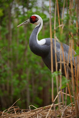 white-naped crane close-up.