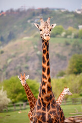 Three giraffes looking around © Josef