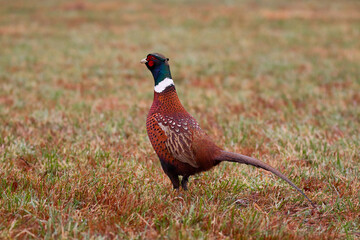 Fototapeta premium male pheasant in the field