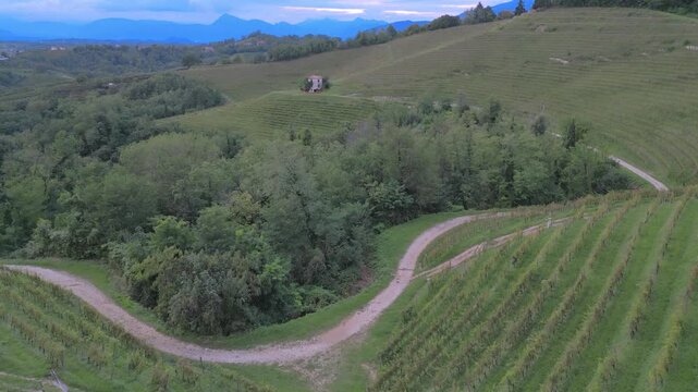 Vineyards on the hills of Savorgnano, Friuli.