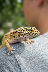 A close-up portrait of a leopard gecko in nature.