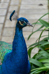 Fototapeta premium Close-up profile of a vibrant blue Indian peafowl (Pavo cristatus) showing detailed head feathers and crest against a soft bokeh garden background.