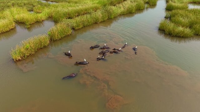Aerial view of a group of water buffaloes bathing in shallow wetland waters surrounded by patches of tall green grass, with white birds perched on their backs, capturing a peaceful rural wildlife scen