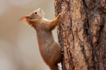 A close-up of red squirrel (Sciurus vulgaris) climbing on tree trunk vertical is able hanging head up or down in autumn nature. Warm toned wildlife take with rodent animal.