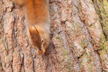 A close-up of red squirrel (Sciurus vulgaris) climbing on tree trunk vertical is able hanging head up or down in autumn nature. Warm toned wildlife take with rodent animal.