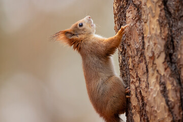 A close-up of red squirrel (Sciurus vulgaris) climbing on tree trunk vertical is able hanging head up or down in autumn nature. Warm toned wildlife take with rodent animal.