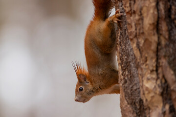 A close-up of red squirrel (Sciurus vulgaris) climbing on tree trunk vertical is able hanging head up or down in autumn nature. Warm toned wildlife take with rodent animal.