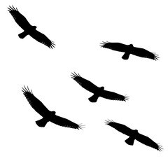 Obraz premium Silhouette of flying birds together.