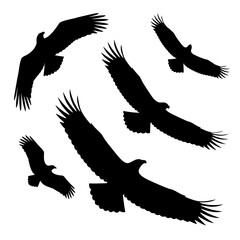 Obraz premium Silhouette of flying eagles soaring high.