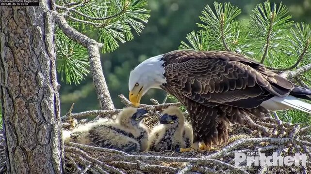 Adult bald eagle standing over two chicks in a nest in a tree