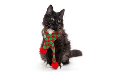 Cute black kitten in a red and green scarf