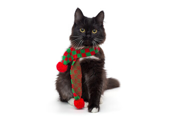 Cute black kitten in a red and green scarf