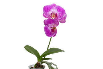  Blooming phalaenopsis orchid is a Sangria.