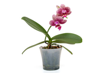 Blooming orchid phalaenopsis Bowie.