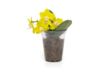 Blooming yellow orchid phalaenopsis Sogo Meili, peloric .