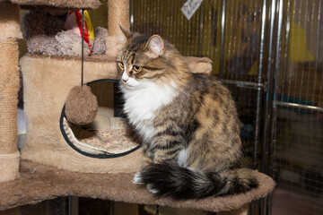 Beautiful tricolor cat in a shelter cage
