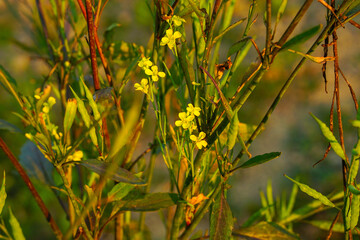 Chinese mustard flower also known as Indian mustard flower or Mustard greens flower 