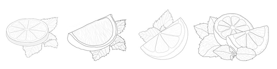 Minimalistic, hand-drawn lemon slices and wedges with mint leaves in a linear style. A set of botanical citrus illustrations for food packaging, menu design, beverage labels, organic products, and hea © Светлана Кушнир
