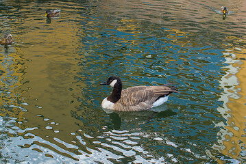 A canada goose glides through rippled water, its dark neck and white patch mirrored by wavering reflections. Ducks drift behind, softened by distance. Colors swirl quietly across the pond.