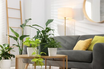 Comfortable sofa, coffee table and different potted houseplants indoors