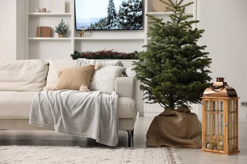 Obraz premium Beautiful Christmas tree, lantern, sofa and Tv set in living room