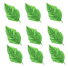 collection of fresh green leaves without background
