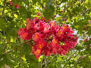 Red Horse Chestnut (lat.- Aesculus x carnea Briotii)